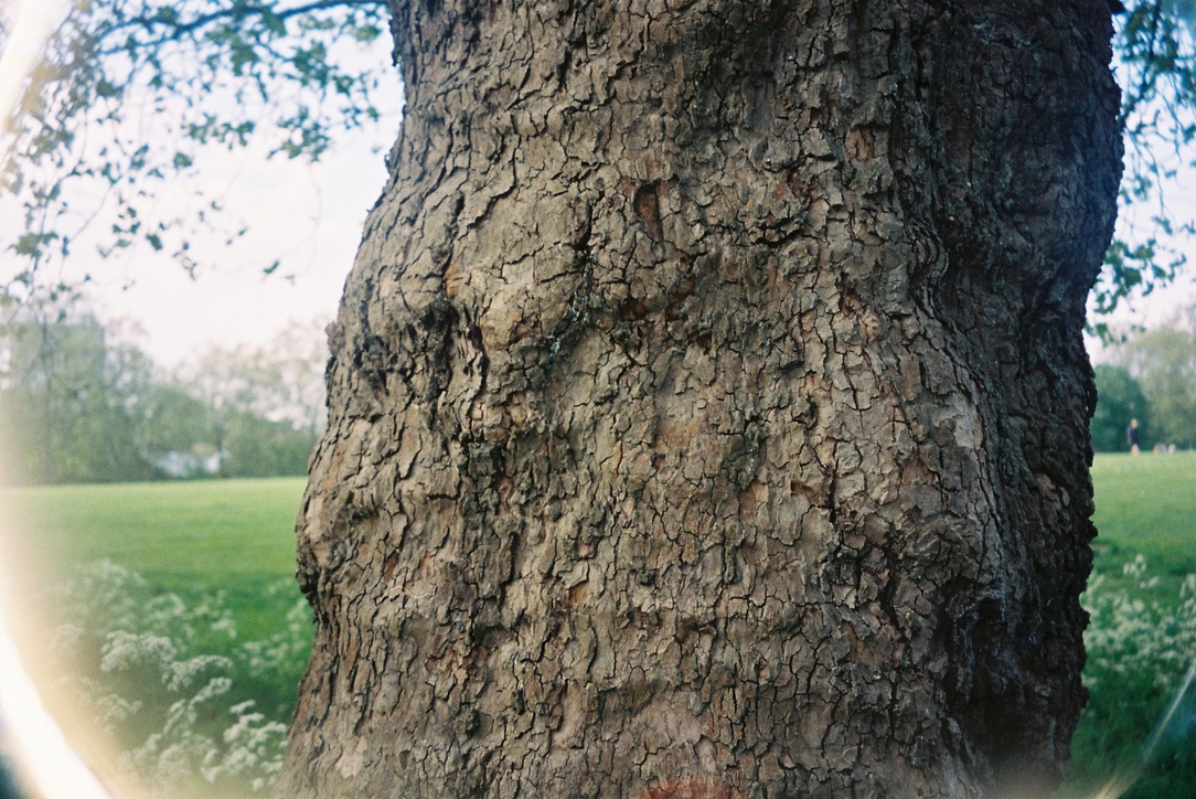 A close view of textured tree bark in a green park